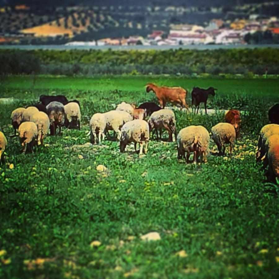 Alojamiento El Cortijuelo Villa Escoznar Dış mekan fotoğraf